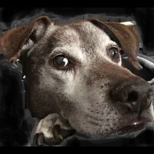 Meet your Posher, Paul